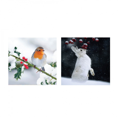 Winter wildlife Christmas card designs twin pack
