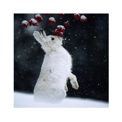 Rasbbit in snow Christmas card cover