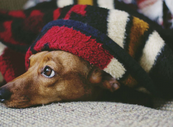 Dog with blanket