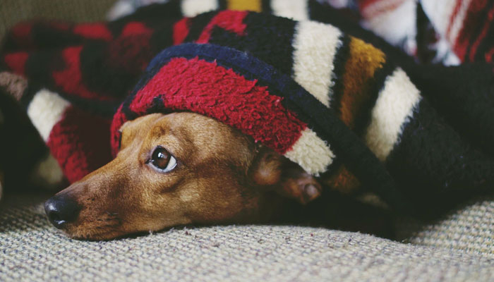 Dog with blanket