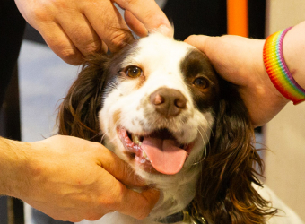 Assistance dog at The Brain Charity being stroked