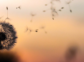 Dandelion clock in wind