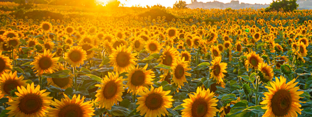 Sunflowers at sunset