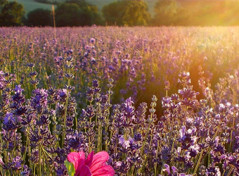 Lavender at sunset