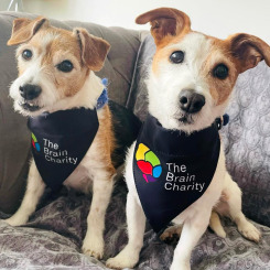 Terriors wearing The Brain Charity pet bandana