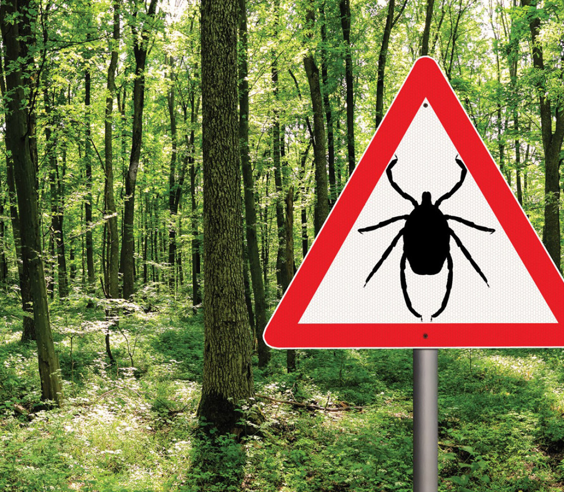 Forest with Lyme disease tick warning sign