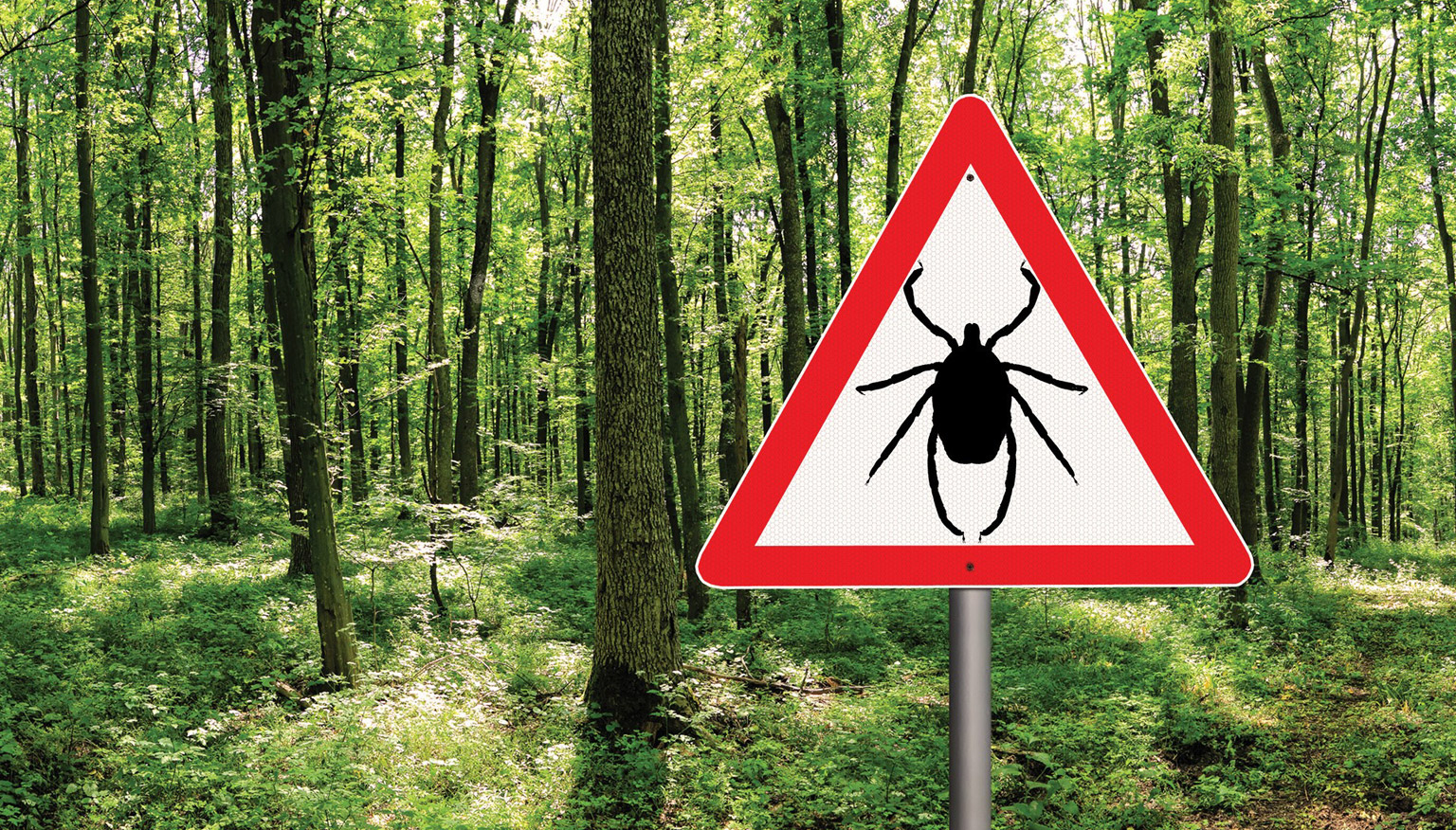 Forest with Lyme disease tick warning sign