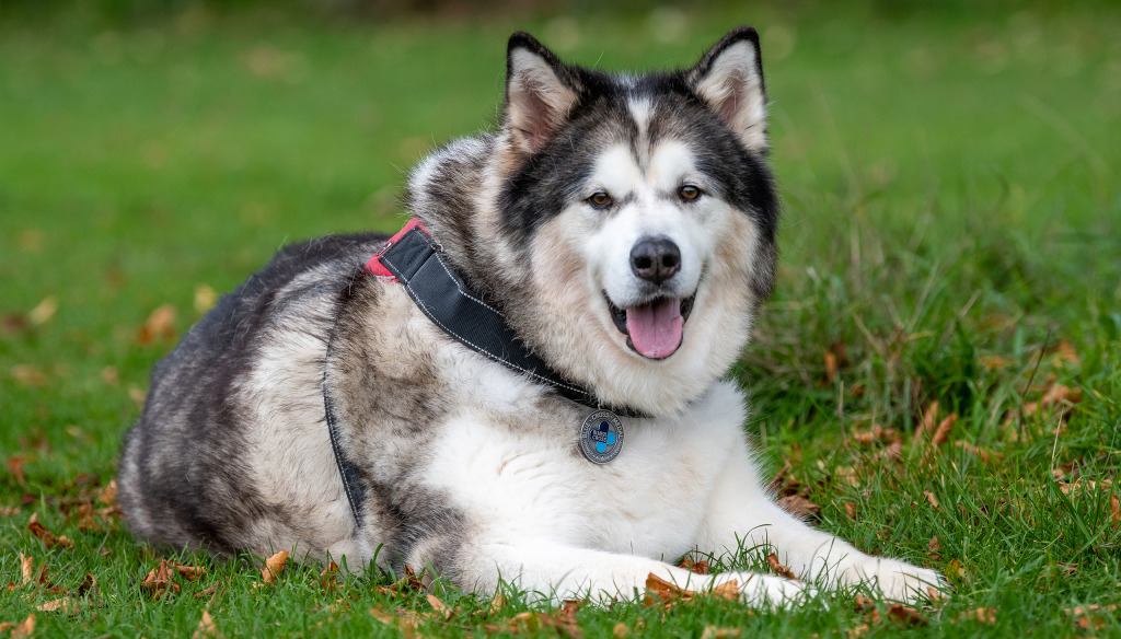 Storm wearing his Blue Cross medal