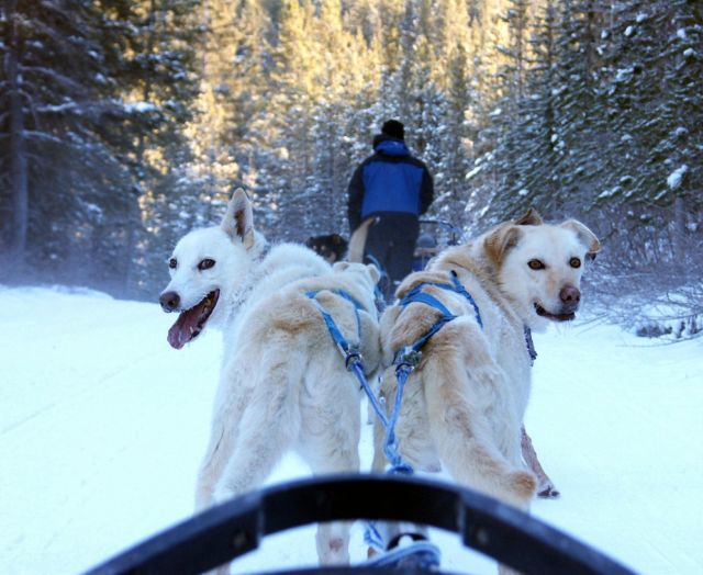 Two Husky dogs viewed from a sled. dogs are looking back toward the driver