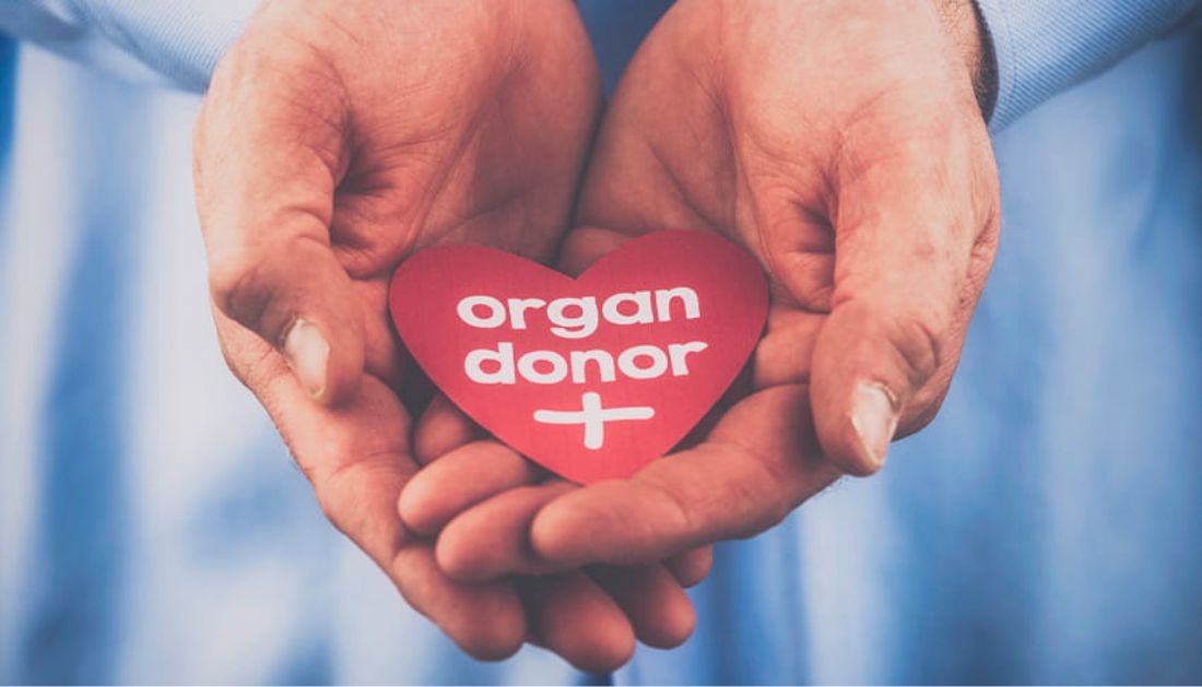 Hands holding a paper heart shape with the words organ donor written on it