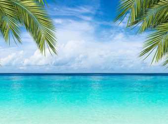 A beach with palm trees and blue water