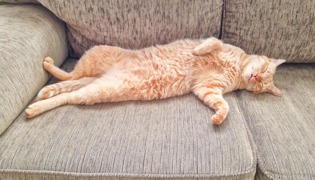 A cat lying stretched out on a sofa relaxing