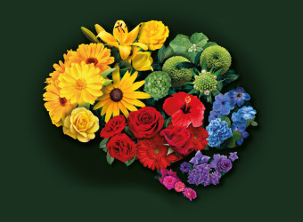 Different types and colours of flowers filling in the outline of a brain