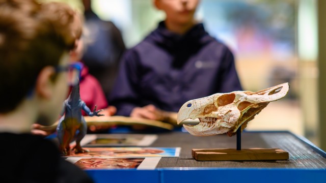 Young people sitting at a table with dinosaur bones and a skull on it